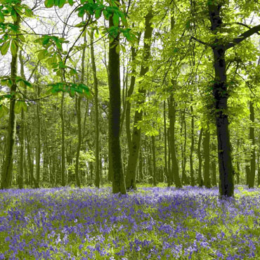 Family run Funeral Directors based in Totnes Devon for Cremation and Burial Funerals, covering Torquay, Newton Abbot, Exeter, Brixham, Paignton, South Devon and South Hams funeral directors newton abbot, funeral directors torquay, funeral directors brixham, funeral directors ashburton, funeral directors south hams, allwood funeral directors totnes